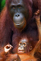 Bornean Orangutan (Pongo pygmaeus wurmbii) female 'Peta' with her playful daughter 'Petra' aged 12 months. Camp Leakey, Tanjung Puting National Park, Central Kalimantan, Borneo, Indonesia. June 2010....