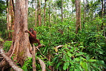 Bornean Orangutan (Pongo pygmaeus wurmbii) female 'Rani' in the rainforest - wide angle perspective. Camp Leakey, Tanjung Puting National Park, Central Kalimantan, Borneo, Indonesia. June 2010. Rehabi...