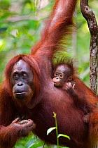 Bornean Orang-utan (Pongo pygmaeus wurmbii) male baby aged 4-5 months suckling from his mother 'Siswa'. Pondok Tanggui, Tanjung Puting National Park, Central Kalimantan, Borneo, Indonesia, June 2010....