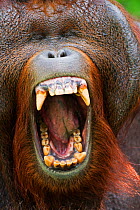 Bornean Orang-utan (Pongo pygmaeus wurmbii) mature male 'Tom' yawning head portrait. Camp Leakey, Tanjung Puting National Park, Central Kalimantan, Borneo, Indonesia, June 2010. Rehabilitated and rele...