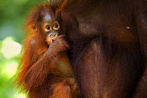 Bornean Orang-utan (Pongo pygmaeus wurmbii) female baby 'Petra' aged 12 months holding on to her mother 'Peta'. Camp Leakey, Tanjung Puting National Park, Central Kalimantan, Borneo, Indonesia, June 2...