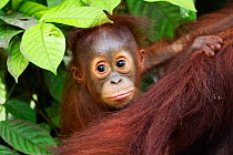 Bornean Orang-utan (Pongo pygmaeus wurmbii) male baby 'Thor' aged 8-9 months peering from behind his mother. Camp Leakey, Tanjung Puting National Park, Central Kalimantan, Borneo, Indonesia, June 2010...