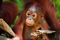Bornean Orang-utan (Pongo pygmaeus wurmbii) male baby 'Thor' aged 8-9 months playing with leaves. Camp Leakey, Tanjung Puting National Park, Central Kalimantan, Borneo, Indonesia, June 2010. Rehabilit...