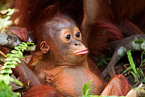 Bornean Orang-utan (Pongo pygmaeus wurmbii) male baby 'Thor' aged 8-9 months playing. Camp Leakey, Tanjung Puting National Park, Central Kalimantan, Borneo, Indonesia, June 2010. Rehabilitated and rel...