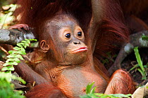 Bornean Orang-utan (Pongo pygmaeus wurmbii) male baby 'Thor' aged 8-9 months playing. Camp Leakey, Tanjung Puting National Park, Central Kalimantan, Borneo, Indonesia, June 2010. Rehabilitated and rel...