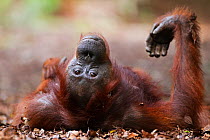 Bornean Orang-utan (Pongo pygmaeus wurmbii) baby 'Gita' aged 2 years. Camp Leakey, Tanjung Puting National Park, Central Kalimantan, Borneo, Indonesia, June 2010. Rehabilitated and released between 19...