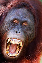 Bornean Orang-utan (Pongo pygmaeus wurmbii) sub-adult male 'Pan' yawning - head portrait. Camp Leakey, Tanjung Puting National Park, Central Kalimantan, Borneo, Indonesia, June 2010. Rehabilitated and...