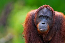 Bornean Orang-utan (Pongo pygmaeus wurmbii) sub-adult male 'Zidane' portrait. Camp Bulu, Lamandau Nature Reserve, Central Kalimantan, Borneo, Indonesia, July 2010. Rehabilitated and released since 199...
