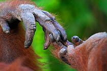 Bornean Orang-utan (Pongo pygmaeus wurmbii) female 'Siswi's' hand holding foot close-up. Camp Leakey, Tanjung Puting National Park, Central Kalimantan, Borneo, Indonesia, June 2010. Rehabilitated and...