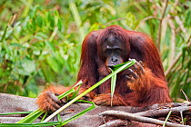 Bornean Orang-utan (Pongo pygmaeus wurmbii) sub-adult male 'Zidane' feeding on shoots from the river. Camp Bulu, Lamandau Nature Reserve, Central Kalimantan, Borneo, Indonesia, July 2010. Rehabilitate...