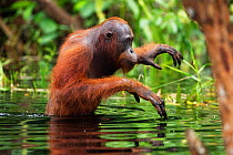 Bornean Orang-utan (Pongo pygmaeus wurmbii) sub-adult male wading through water taking care to keep his balance as he is unable to swim. Camp Bulu, Lamandau Nature Reserve, Central Kalimantan, Borneo,...
