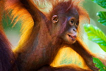 Bornean Orang-utan (Pongo pygmaeus wurmbii) female baby 'Petra' aged 12 months portrait. Camp Leakey, Tanjung Puting National Park, Central Kalimantan, Borneo, Indonesia, July 2010. Rehabilitated and...