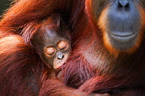 Bornean Orang-utan (Pongo pygmaeus wurmbii) female 'Tutut' cradling her sleeping baby 'Thor' aged 8-9 months head portrait. Camp Leakey, Tanjung Puting National Park, Central Kalimantan, Borneo, Indon...