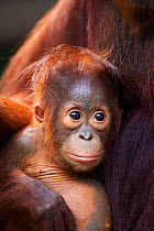 Bornean Orang-utan (Pongo pygmaeus wurmbii) male baby 'Thor' aged 8-9 months sitting with his mother 'Tutut' - portrait. Camp Leakey, Tanjung Puting National Park, Central Kalimantan, Borneo, Indonesi...