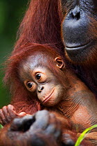 Bornean Orang-utan (Pongo pygmaeus wurmbii) female 'Tutut' cradling her baby 'Thor' aged 8-9 months head portrait. Camp Leakey, Tanjung Puting National Park, Central Kalimantan, Borneo, Indonesia, Jul...