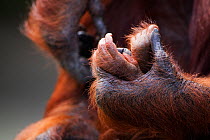 Bornean Orang-utan (Pongo pygmaeus wurmbii) female 'Tutut' holding her male baby 'Thor's feet aged 8-9 months in her hand. Camp Leakey, Tanjung Puting National Park, Central Kalimantan, Borneo, Indone...