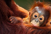 Bornean Orang-utan (Pongo pygmaeus wurmbii) male baby 'Thor' aged 8-9 months being cradled by his mother 'Tutut' - portrait. Camp Leakey, Tanjung Puting National Park, Central Kalimantan, Borneo, Indo...