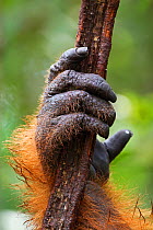Bornean Orang-utan (Pongo pygmaeus wurmbii) mature male 'Doyok's' hand holding a liana. Pondok Tanggui, Tanjung Puting National Park, Central Kalimantan, Borneo, Indonesia, June 2010. Rehabilitated an...