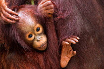Bornean Orang-utan (Pongo pygmaeus wurmbii) female baby 'Gita' aged 2 years portrait. Camp Leakey, Tanjung Puting National Park, Central Kalimantan, Borneo, Indonesia, July 2010. Rehabilitated and rel...