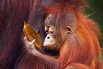 Bornean Orang-utan (Pongo pygmaeus wurmbii) male baby 'Thor' aged 8-9 months playing with a leaf. Camp Leakey, Tanjung Puting National Park, Central Kalimantan, Borneo, Indonesia, July 2010. Rehabilit...