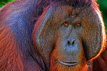 Bornean Orang-utan (Pongo pygmaeus wurmbii) mature male 'Tom' head and shoulders portrait. Camp Leakey, Tanjung Puting National Park, Central Kalimantan, Borneo, Indonesia, June 2010. Rehabilitated an...
