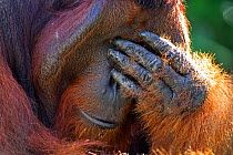 Bornean Orang-utan (Pongo pygmaeus wurmbii) mature male 'Tom' scratching his face, covering eyes with hand - portrait. Camp Leakey, Tanjung Puting National Park, Central Kalimantan, Borneo, Indonesia,...