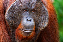 Bornean Orang-utan (Pongo pygmaeus wurmbii) mature male 'Doyok' head and shoulders portrait. Pondok Tanggui, Tanjung Puting National Park, Central Kalimantan, Borneo, Indonesia, June 2010. Rehabilitat...
