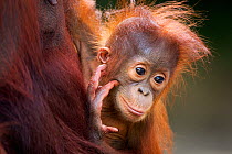 Bornean Orang-utan (Pongo pygmaeus wurmbii) male baby 'Thor' aged 8-9 months held in his mother's arms - portrait. Camp Leakey, Tanjung Puting National Park, Central Kalimantan, Borneo, Indonesia, Jul...