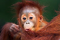 Bornean Orang-utan (Pongo pygmaeus wurmbii) male baby 'Thor' aged 8-9 months playing with his mother's hair - portrait. Camp Leakey, Tanjung Puting National Park, Central Kalimantan, Borneo, Indonesia...