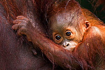 Bornean Orang-utan (Pongo pygmaeus wurmbii) male baby 'Thor' aged 8-9 months wet from a rainstorm - portrait. Camp Leakey, Tanjung Puting National Park, Central Kalimantan, Borneo, Indonesia, July 201...