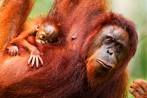 Bornean Orang-utan (Pongo pygmaeus wurmbii) female 'Tata' and her unnamed baby aged 2-3 months portrait. Camp Leakey, Tanjung Puting National Park, Central Kalimantan, Borneo, Indonesia, June 2010. Re...