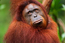 Bornean Orang-utan (Pongo pygmaeus wurmbii) female 'Tata' portrait. Camp Leakey, Tanjung Puting National Park, Central Kalimantan, Borneo, Indonesia, June 2010. Rehabilitated and released between 1971...