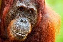 Bornean Orang-utan (Pongo pygmaeus wurmbii) female 'Rani' portrait. Camp Leakey, Tanjung Puting National Park, Central Kalimantan, Borneo, Indonesia, June 2010. Rehabilitated and released between 1971...
