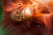 Bornean Orang-utan (Pongo pygmaeus wurmbii) female baby 'Petra' aged 12 months hanging upside down from her mother. Camp Leakey, Tanjung Puting National Park, Central Kalimantan, Borneo, Indonesia, Ju...