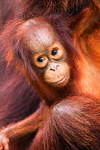 Bornean Orang-utan (Pongo pygmaeus wurmbii) female baby 'Gita' aged 2 years portrait. Camp Leakey, Tanjung Puting National Park, Central Kalimantan, Borneo, Indonesia, June 2010. Rehabilitated and rel...