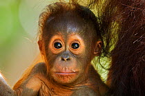 Bornean Orang-utan (Pongo pygmaeus wurmbii) male baby 'Thor' aged 8-9 months portrait. Camp Leakey, Tanjung Puting National Park, Central Kalimantan, Borneo, Indonesia, June 2010. Rehabilitated and re...