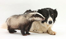 Young Badger (Meles meles) and black-and-white Border Collie.