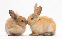 Young sandy rabbits kissing.