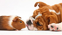 Bulldog puppy, 11 weeks, face-to-face with Guinea pig.