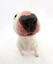 Miniature Bull Terrier dog with nose close up to camera.