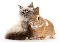 Tabby-point Birman cat with paw round Sandy Netherland-cross rabbit.