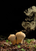 Common Puffball (Lycoperdon perlatum) emitting spores into the air, France