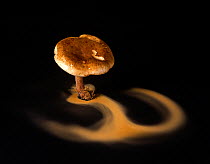 Brown Roll rim fungus (Paxillus involutus) showing spore dispersal pattern over 24 hours on black card