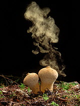 Common Puffball fungus (Lycoperdon perlatum) emitting spores into the air