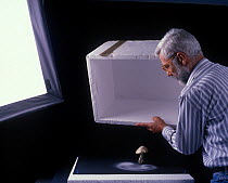 Photographer Yves Lanceau in his studio lifting a polystyrene box off a False Death Cap fungus (Amanita citrina var. alba) in order to study the spore dispersal patterns