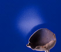 Cap fungus (Helvella macropus) showing spore dispersal pattern over 18 hours on blue card