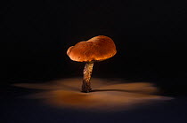 Orange oak bolete fungus (Leccinum quercinum) showing spore dispersal pattern over 24 hours on black card
