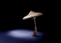The parasol fungus (Macrolepiota procera) edible, showing spore dispersal pattern over 12 hours on black card