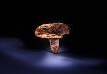 Milkcap fungus (Lactarius controversus) showing spore dispersal pattern over 24 hours on black card