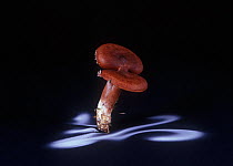 Milkcap fungus (Lactarius sp) showing spore dispersal pattern over 24 hours on black card